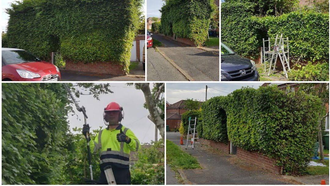 Hedge trimming services hedge trimming company in buckinghamshire
